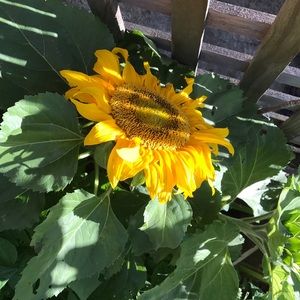 Meet your Posher, Angelina